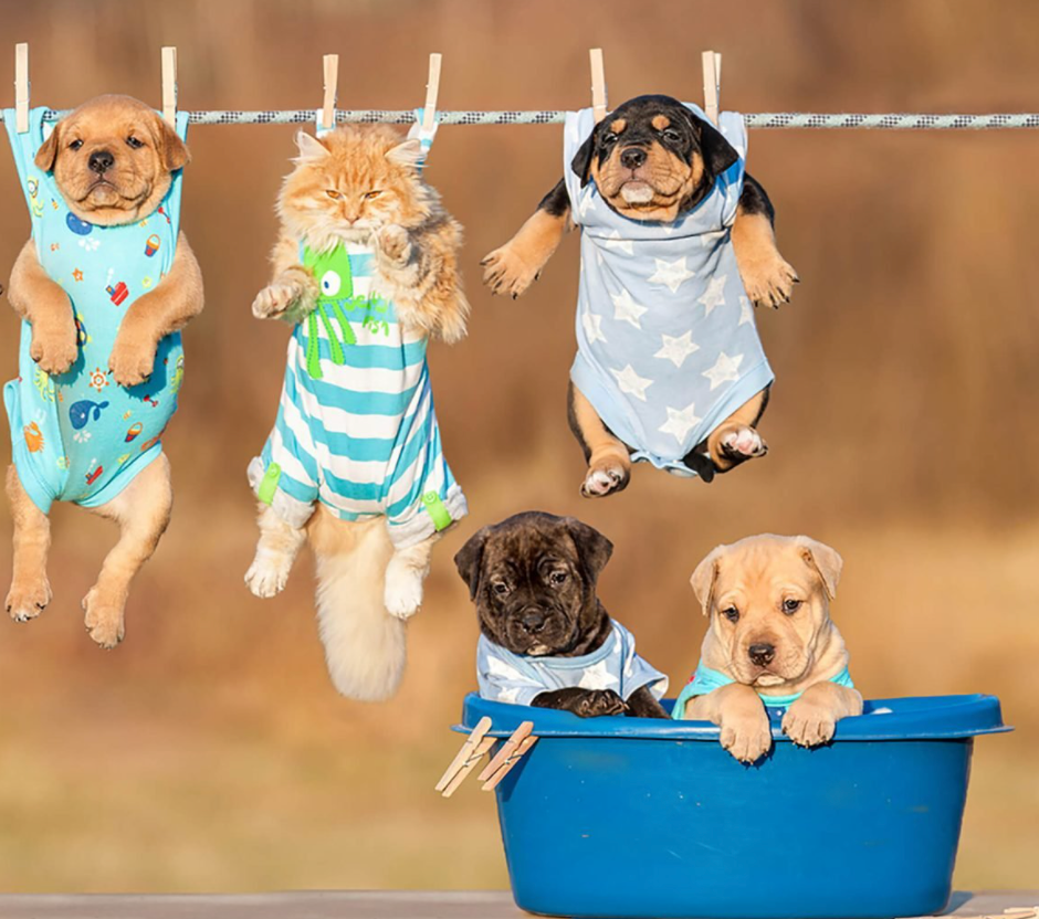 pet-picture-of-the-month